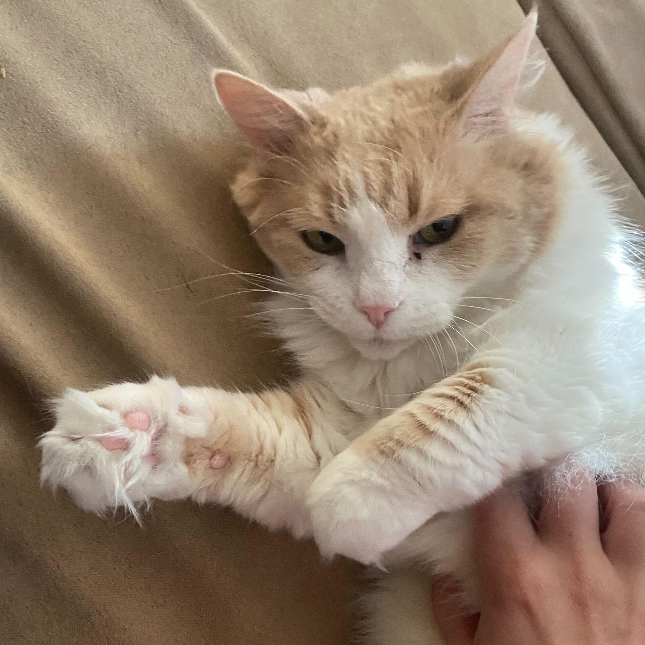 Enlarge Dina **In a foster home, a Adoptable Domestic Long Hair in Baton Rouge, LA image 2/5