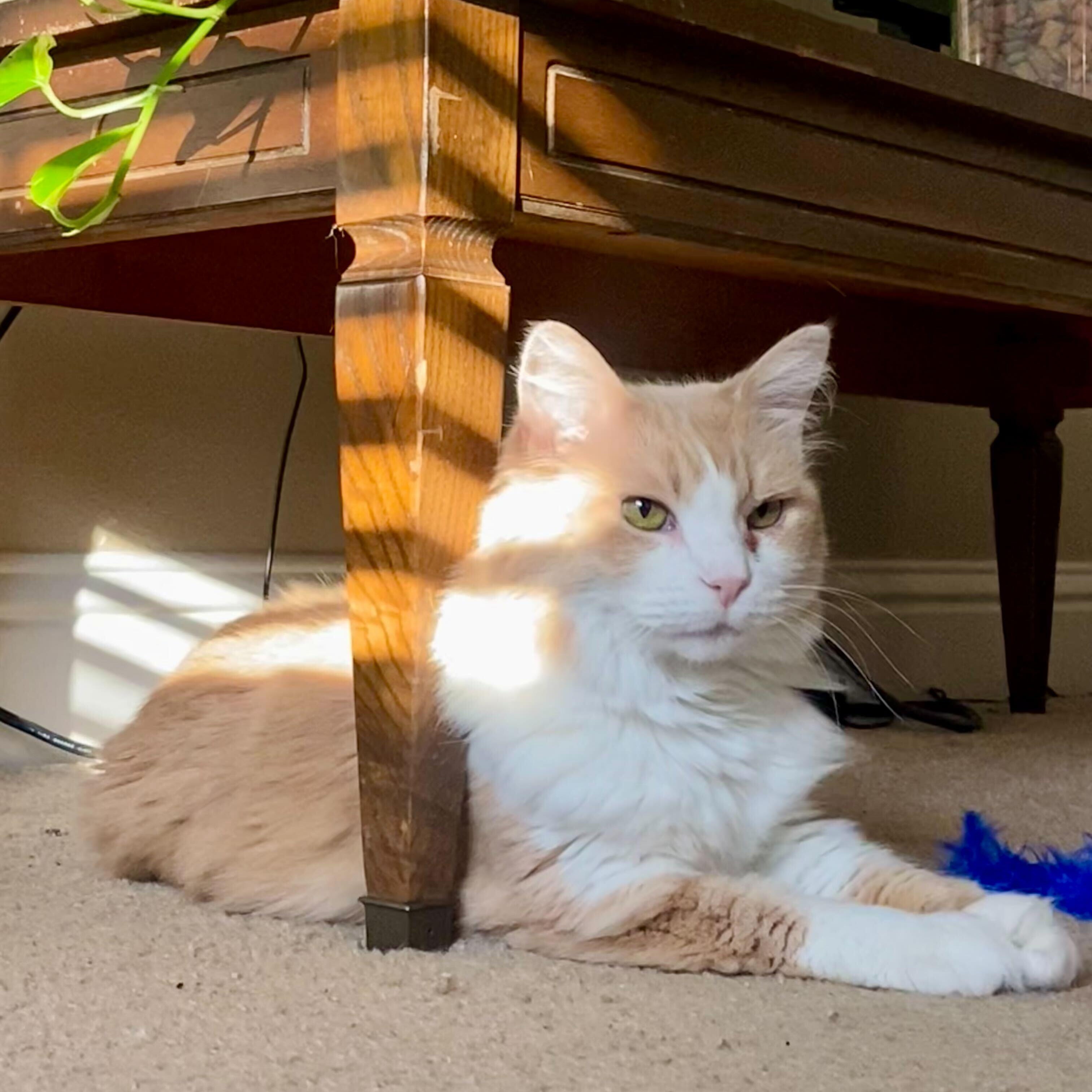 Dina **In a foster home, Adoptable, Adult Female Domestic Long Hair.