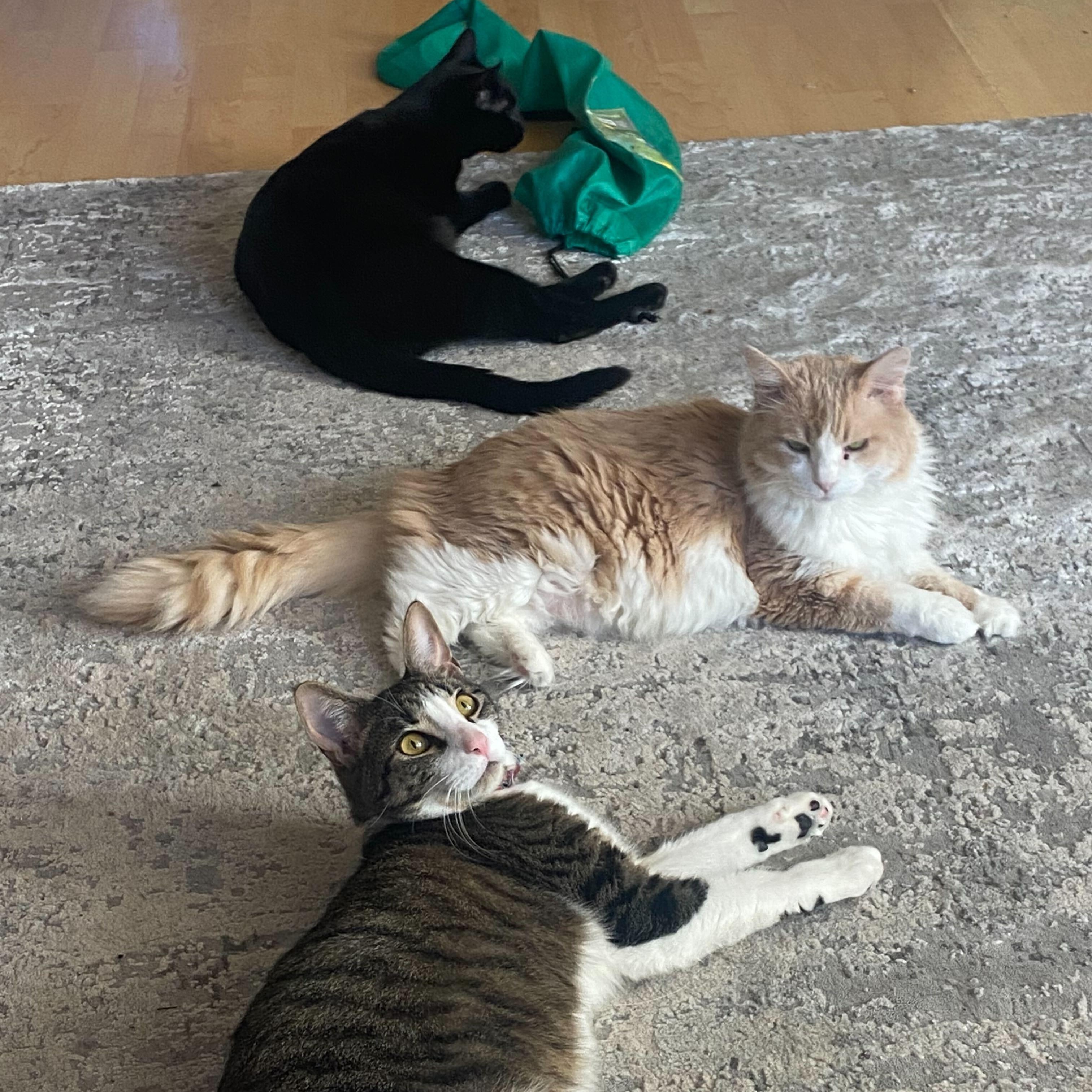 Enlarge Dina **In a foster home, a Adoptable Domestic Long Hair in Baton Rouge, LA image 4/5