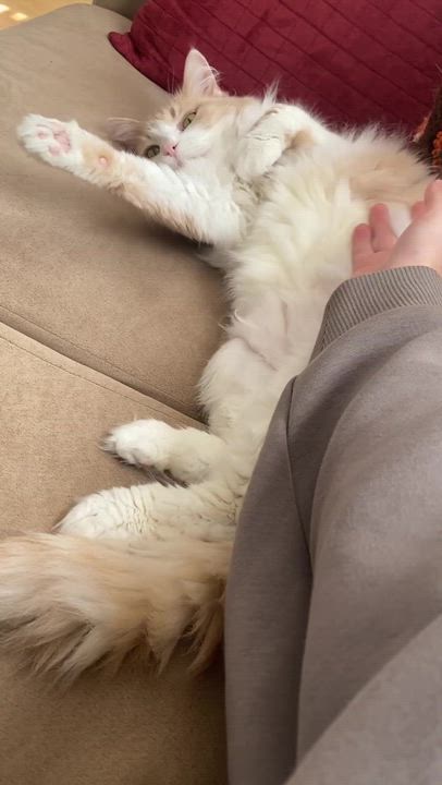 Enlarge Dina **In a foster home, a Adoptable Domestic Long Hair in Baton Rouge, LA video 5/5