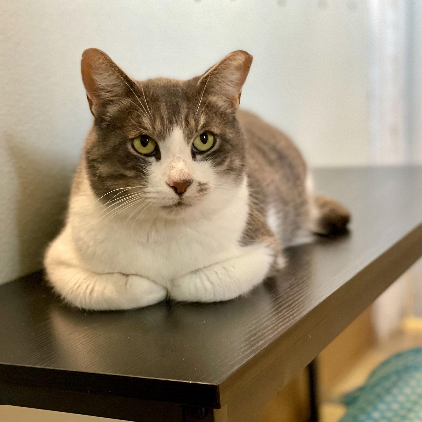 Micah, a Adoptable Domestic Short Hair in Flint Hill, VA image 1/3