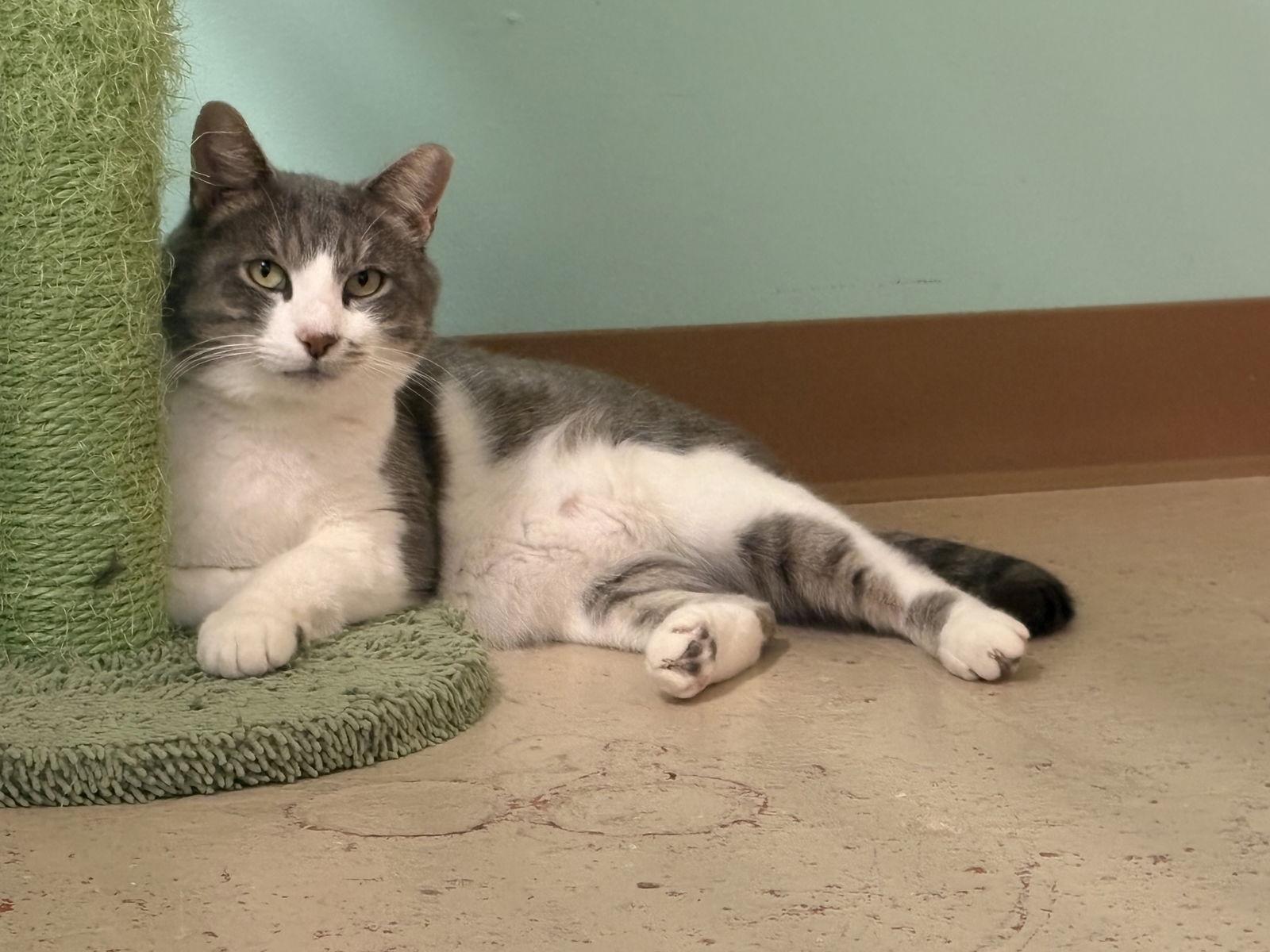 Enlarge Micah, a Adoptable Domestic Short Hair in Flint Hill, VA image 2/3