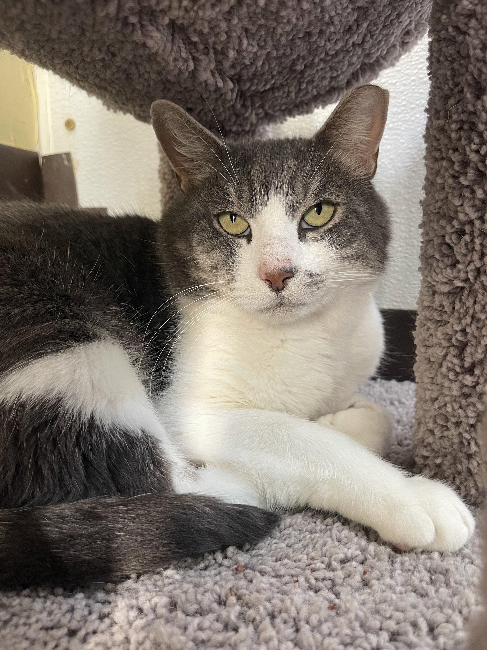 Micah, a Adoptable Domestic Short Hair in Flint Hill, VA image 2/3