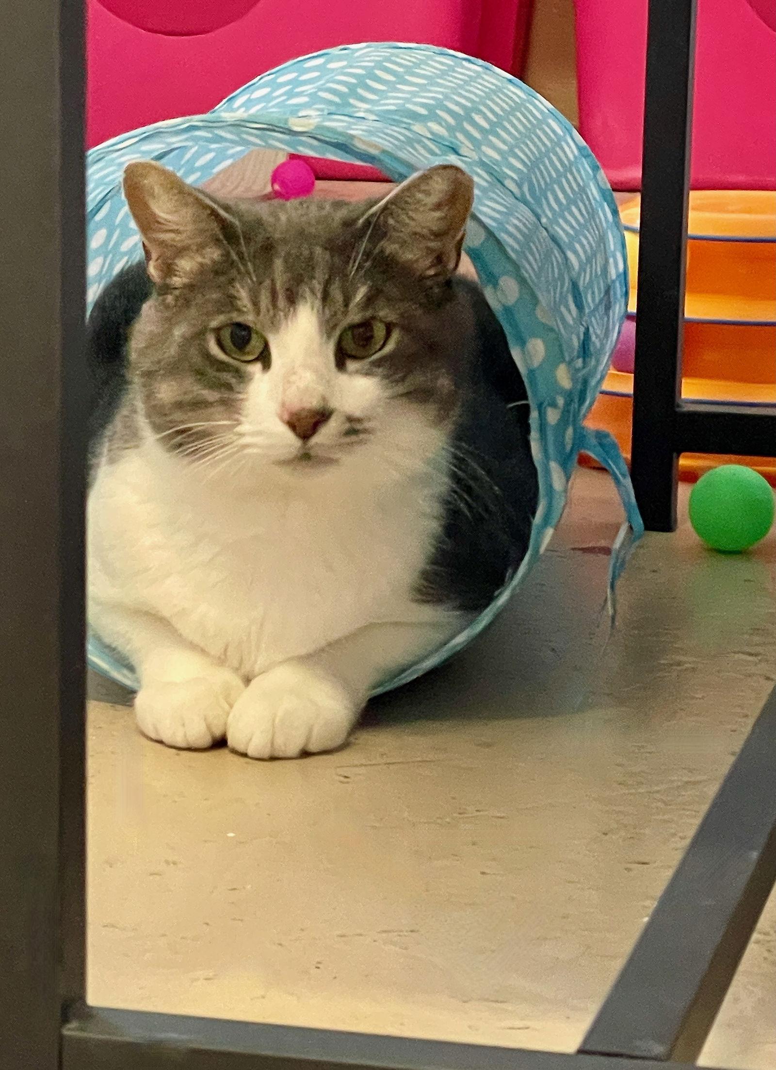 Micah, a Adoptable Domestic Short Hair in Flint Hill, VA image 3/3