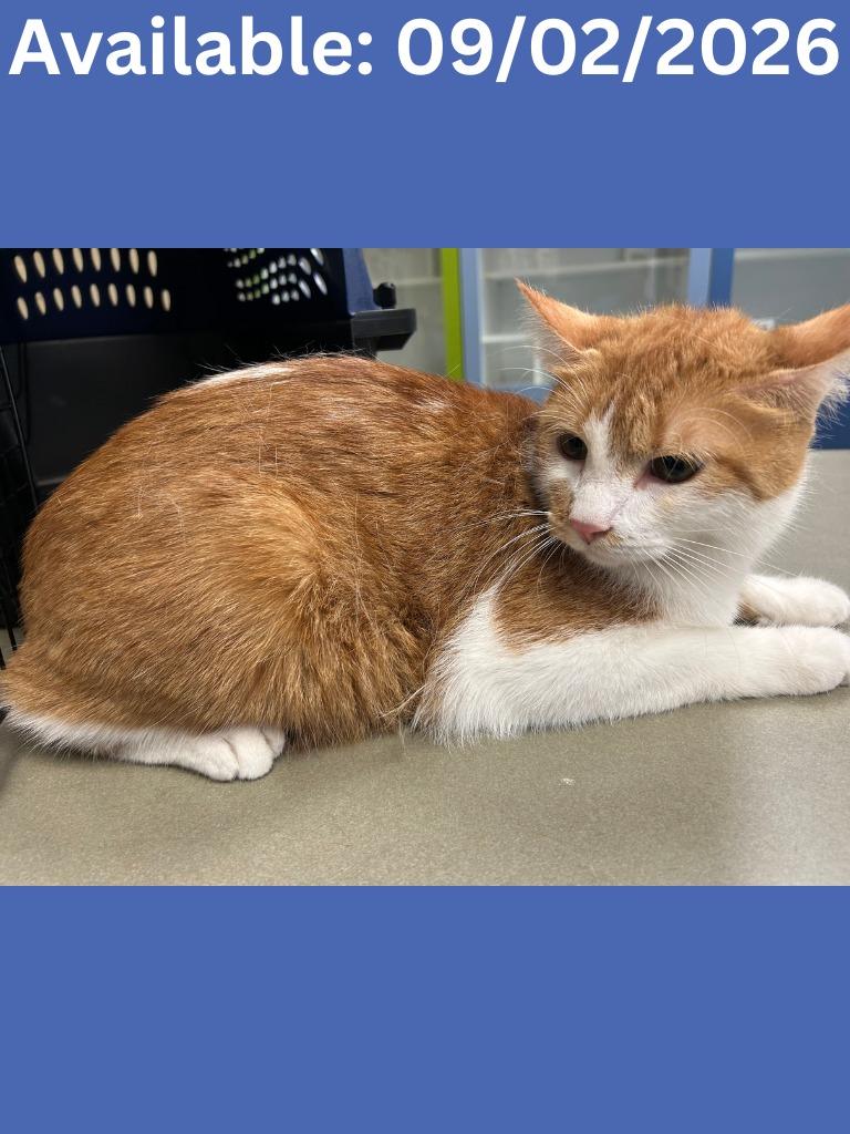 Cat Condo #14 Alley Cat, Adoptable, Adult Male Domestic Short Hair.