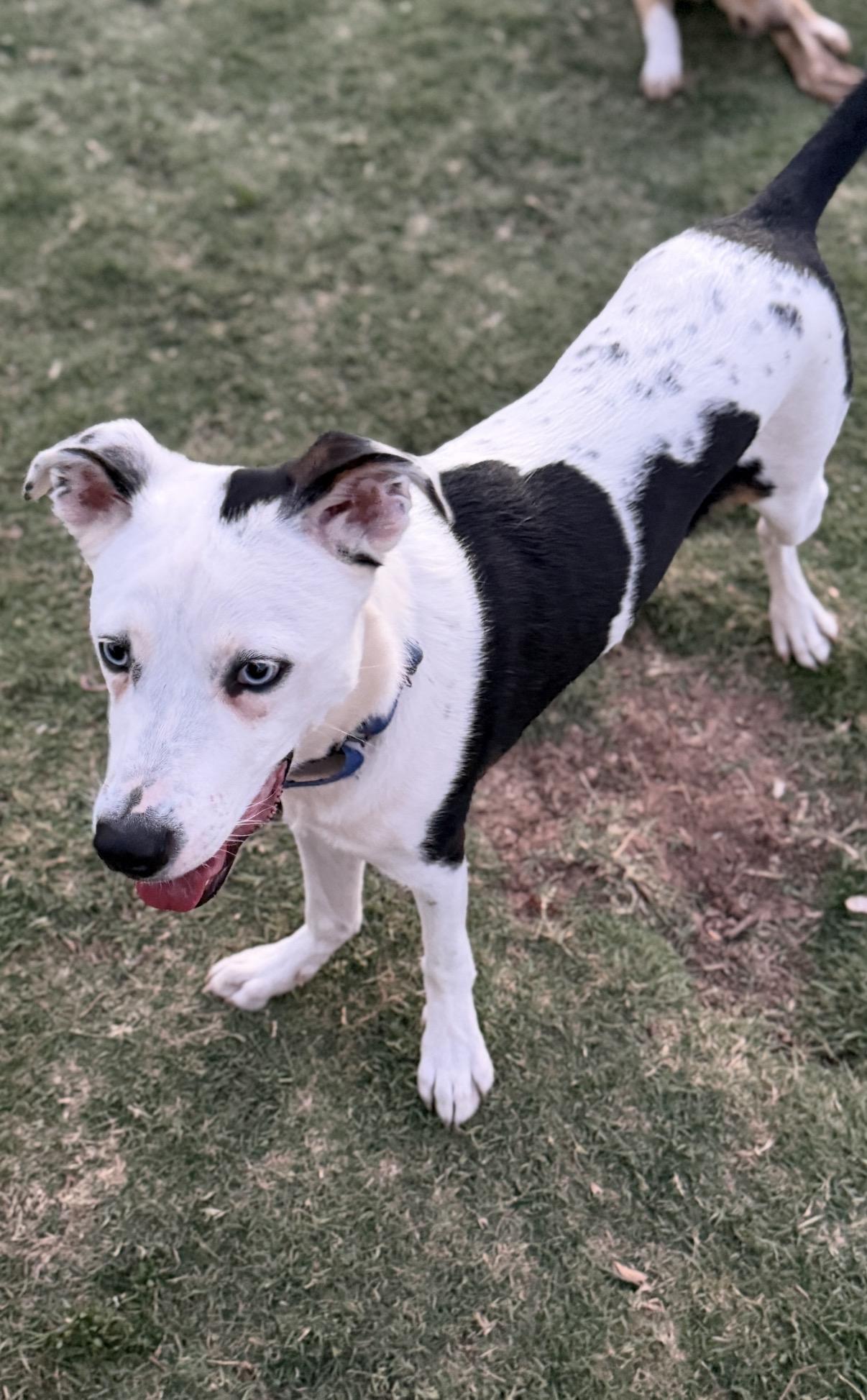 Enlarge Max, an adopted mixed breed in Gilbert, AZ image 3/6