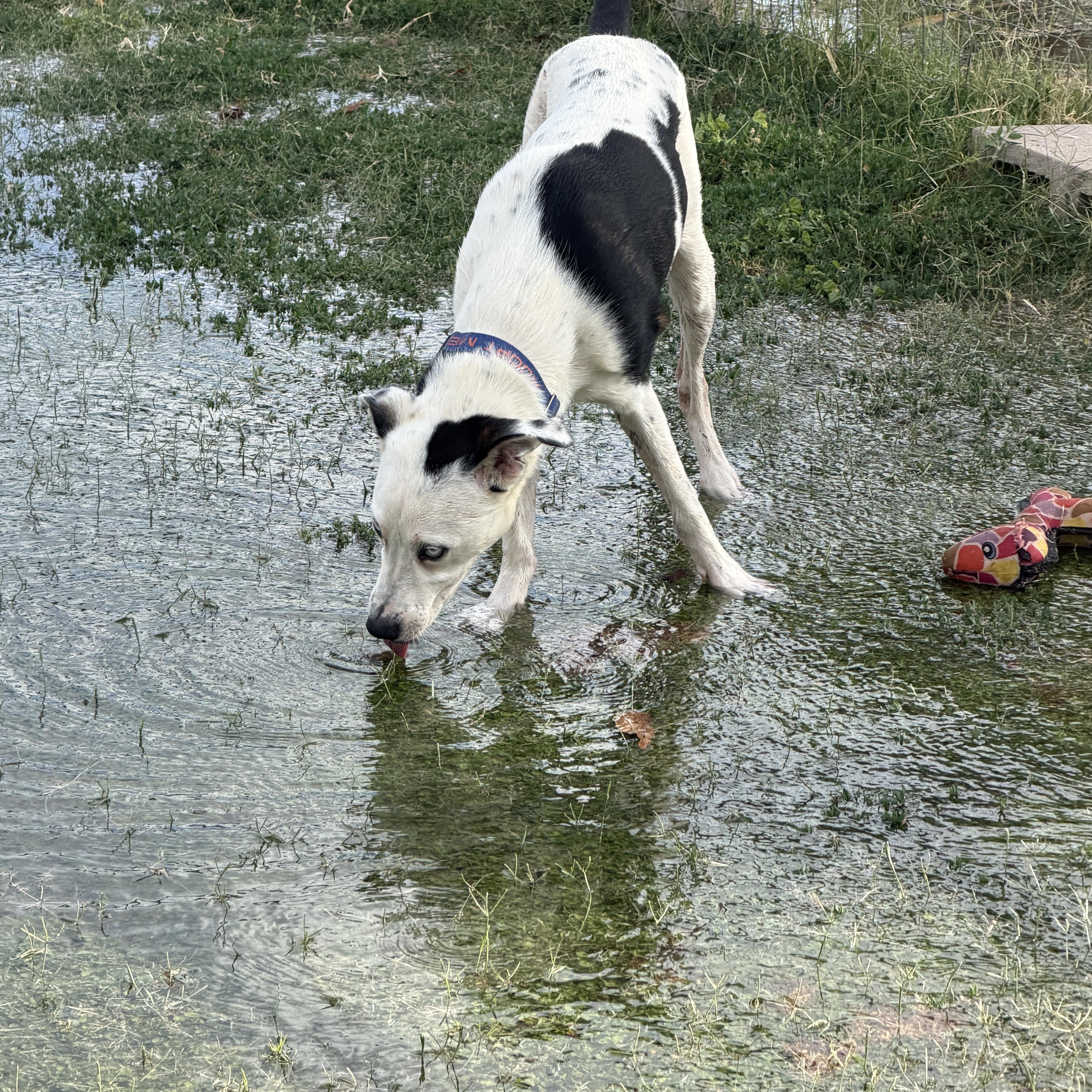 Enlarge Max, an adopted mixed breed in Gilbert, AZ image 6/6