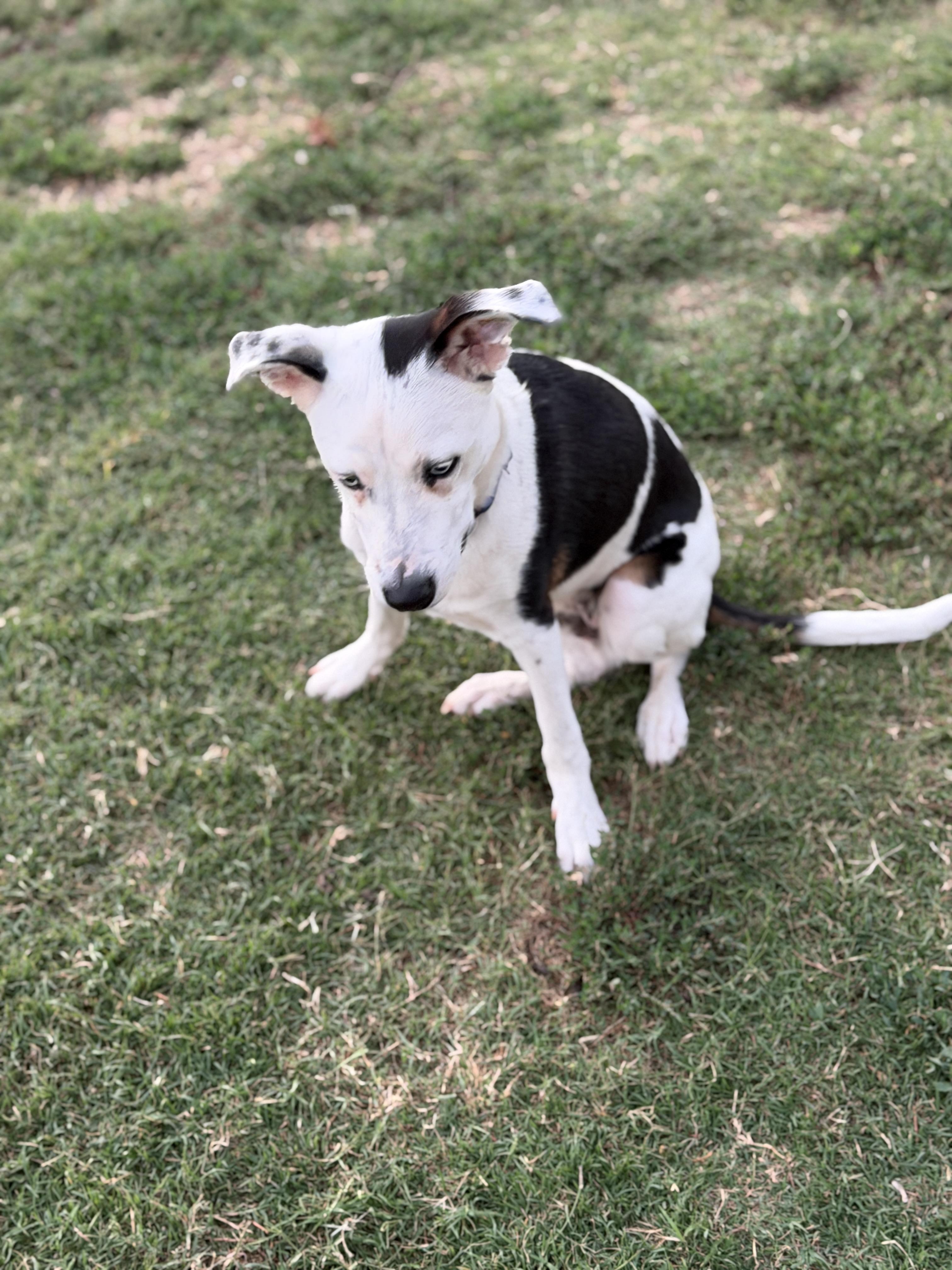 Enlarge Max, an adopted mixed breed in Gilbert, AZ image 4/6