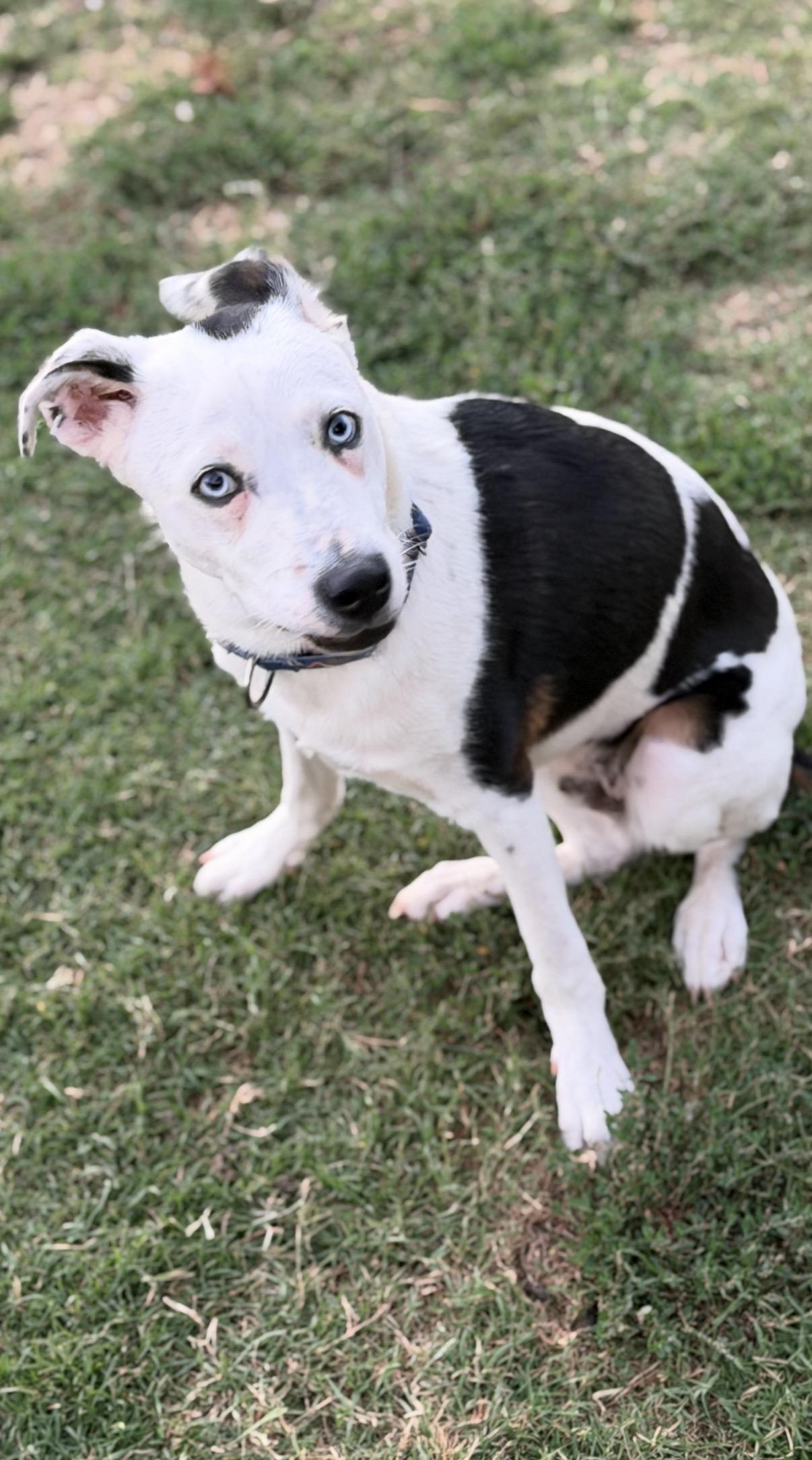 Enlarge Max, an adopted mixed breed in Gilbert, AZ image 5/6