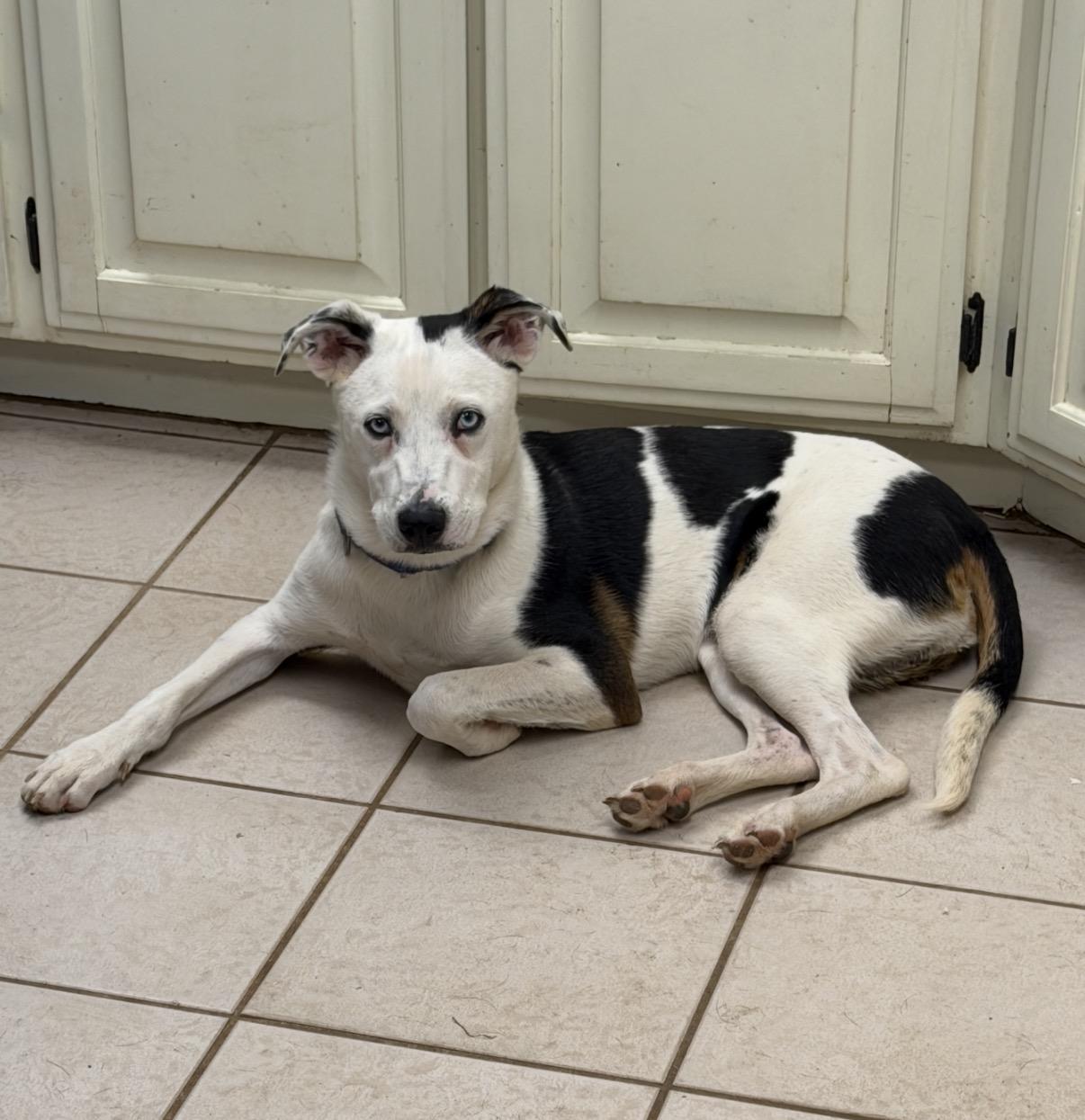 Max, adopted, Young Male Catahoula Leopard Dog & Mountain Cur.