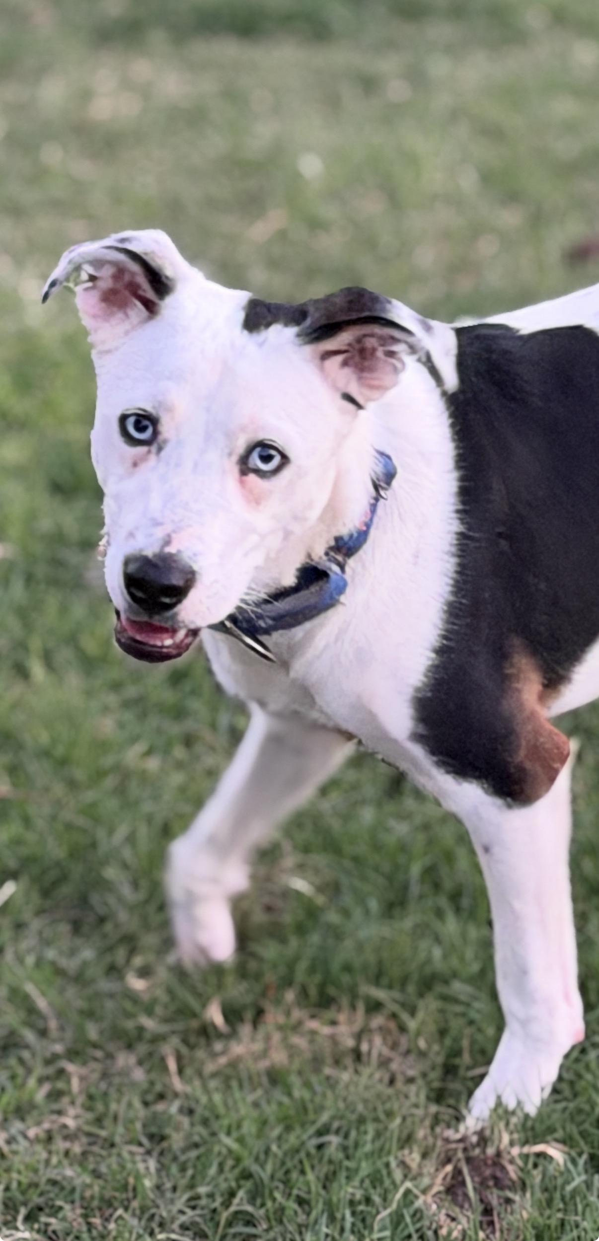 Enlarge Max, an adopted mixed breed in Gilbert, AZ image 2/6