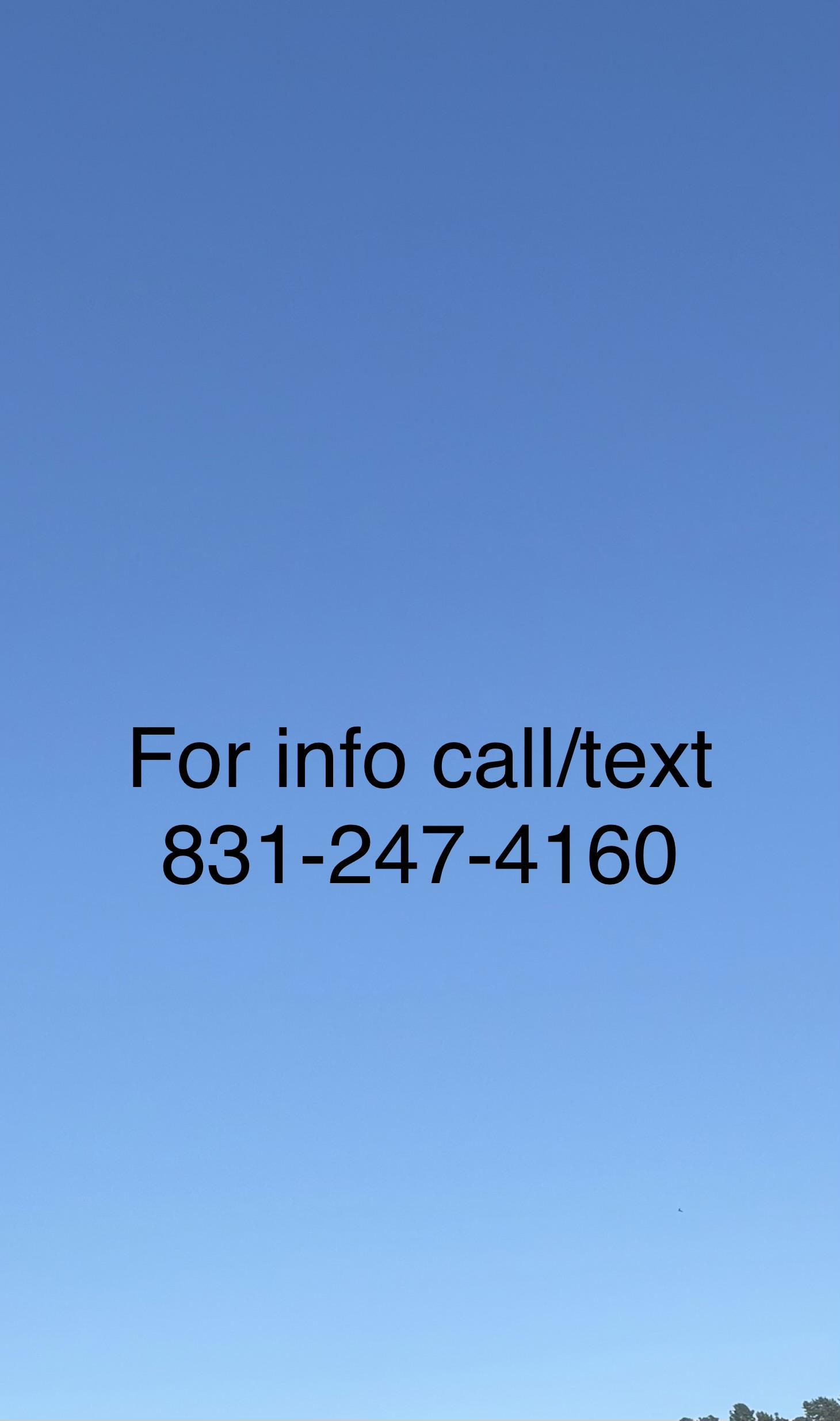 Dawn, a Adoptable Tiger in Santa Cruz, CA image 2/2