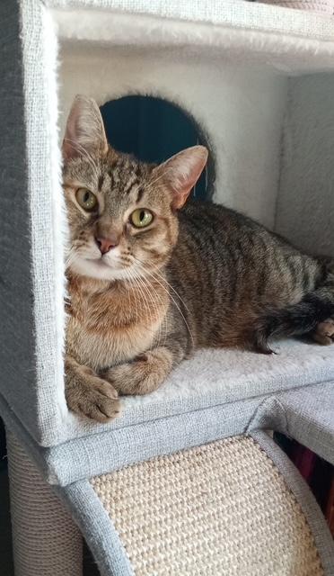 Enlarge Dawn, a Adoptable Tiger in Santa Cruz, CA image 1/1