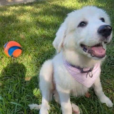 Pearl (Mississipi Puppy), a Adoptable mixed breed in Elkton, MD image 2/5