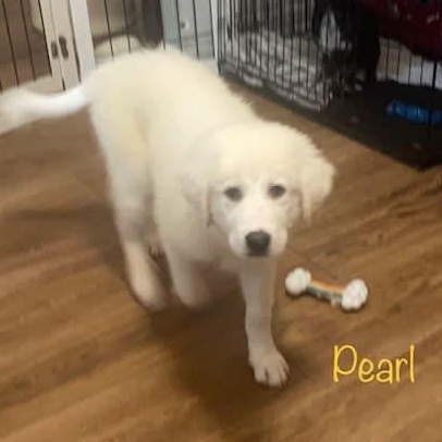 Pearl (Mississipi Puppy), a Adoptable mixed breed in Elkton, MD image 3/5