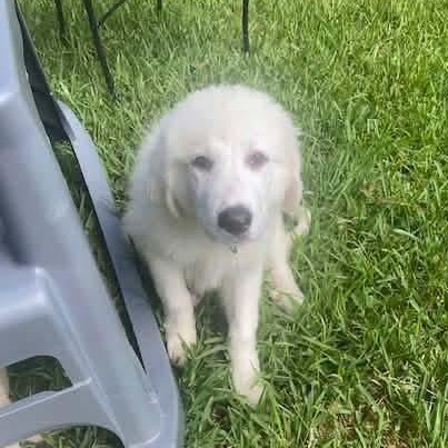 Pearl (Mississipi Puppy), a Adoptable mixed breed in Elkton, MD image 4/5