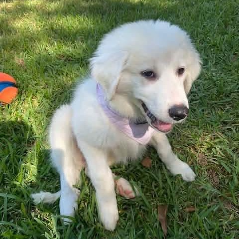 Pearl (Mississipi Puppy), Adoptable, Puppy Female Great Pyrenees.