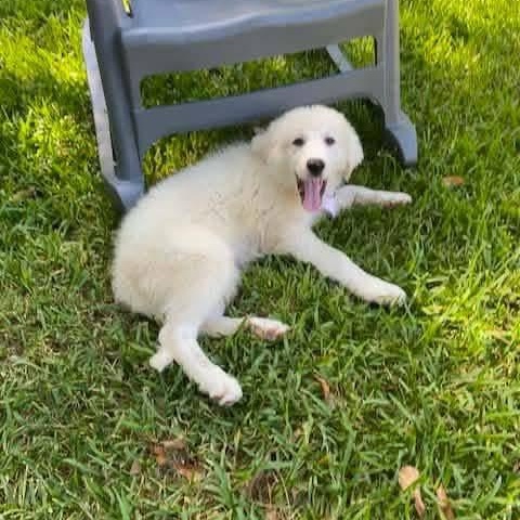 Pearl (Mississipi Puppy), a Adoptable mixed breed in Elkton, MD image 5/5