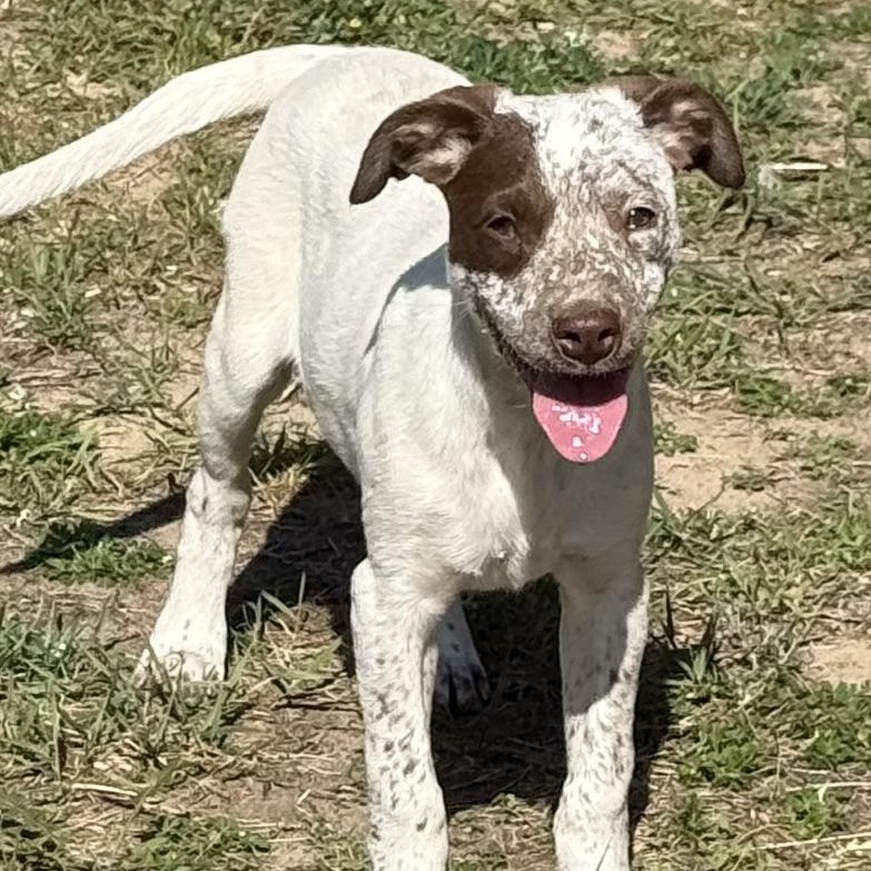 Willow, a Adoptable mixed breed in South Saint Paul, MN image 2/6