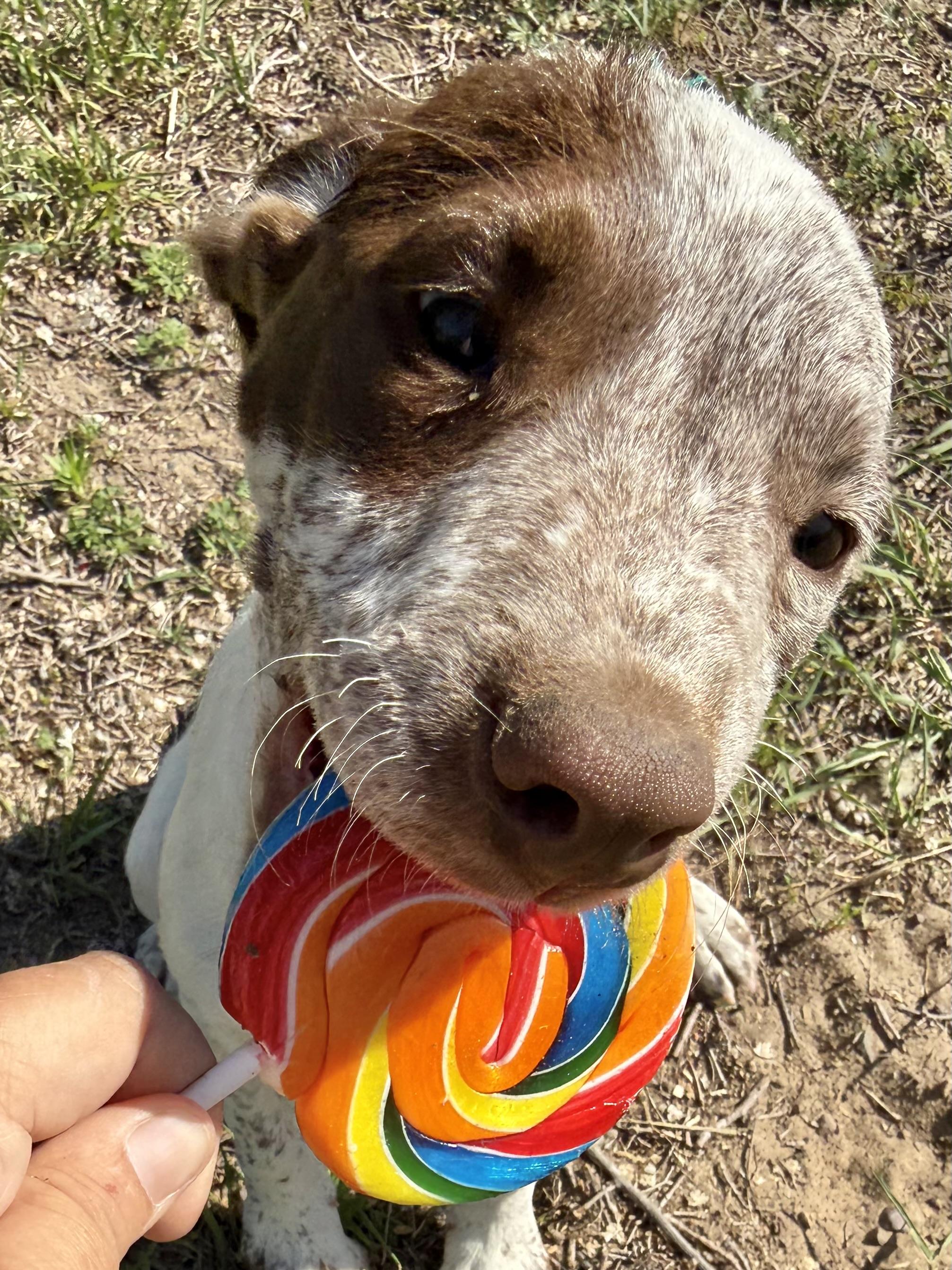 Willow, a Adoptable mixed breed in South Saint Paul, MN image 6/6