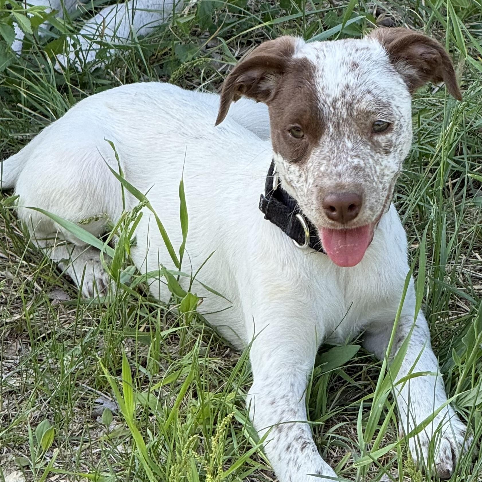 Willow, a Adoptable mixed breed in South Saint Paul, MN image 3/6
