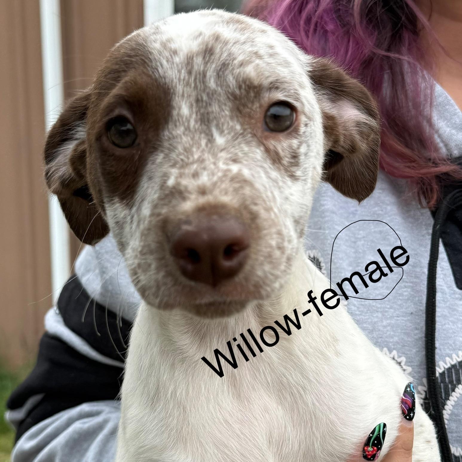 Willow, Adoptable, Puppy Female German Shorthaired Pointer.