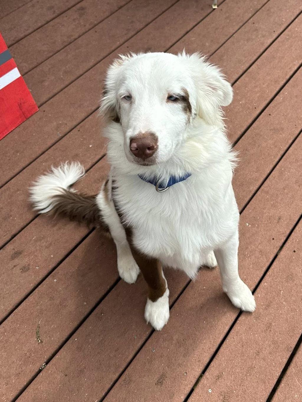 Enlarge AJ, a Adoptable Australian Shepherd in Lake Saint Louis, MO image 6/6