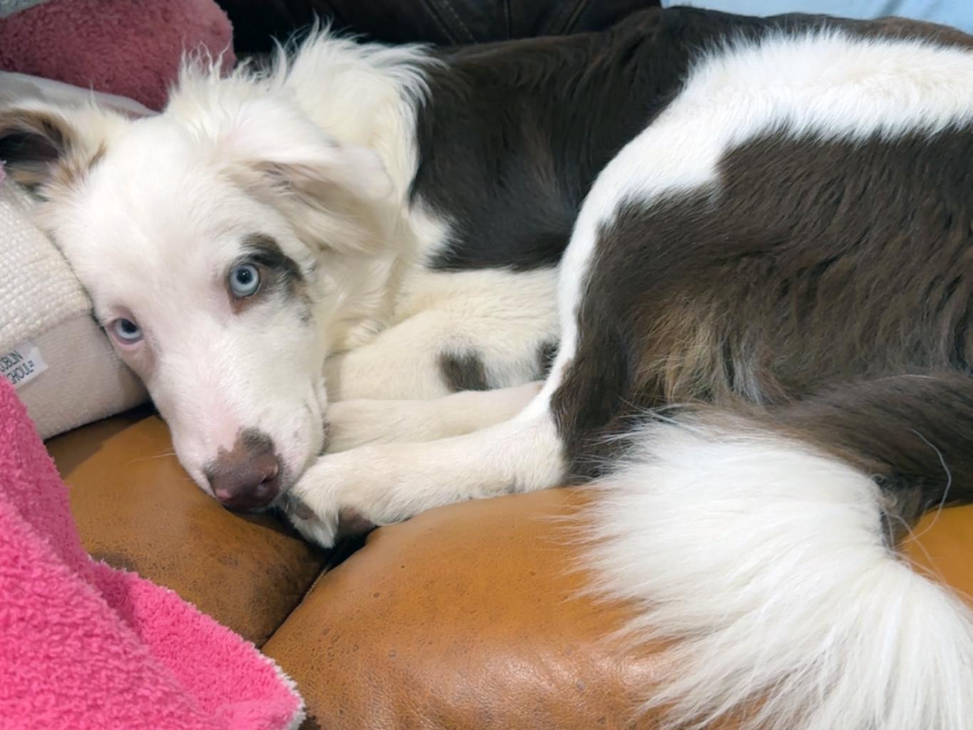 Enlarge AJ, a Adoptable Australian Shepherd in Lake Saint Louis, MO image 2/6