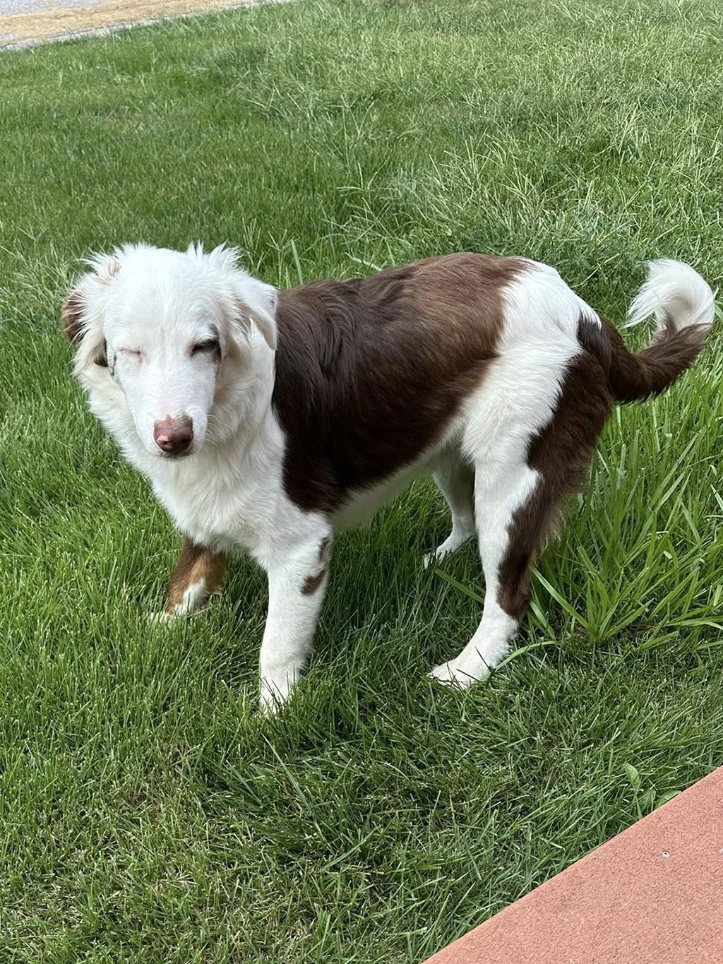 Enlarge AJ, a Adoptable Australian Shepherd in Lake Saint Louis, MO image 3/6