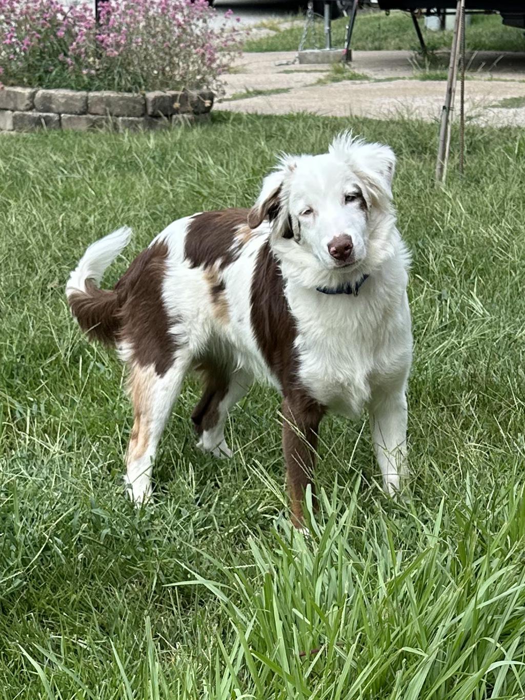AJ, Adoptable, Adult Male Australian Shepherd.