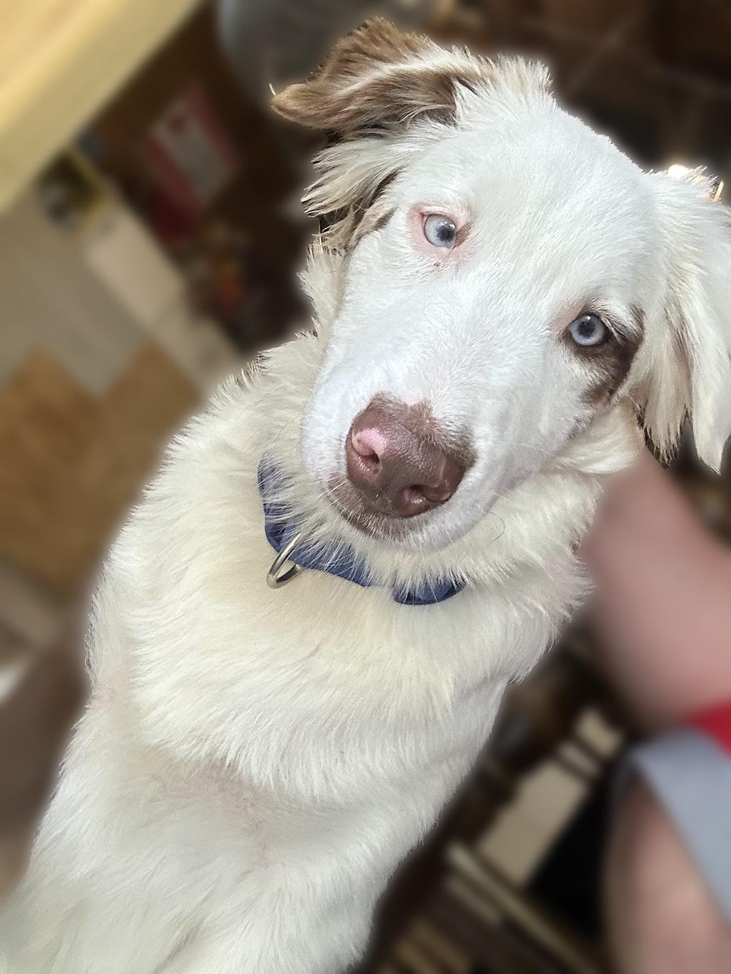 Enlarge AJ, a Adoptable Australian Shepherd in Lake Saint Louis, MO image 5/6