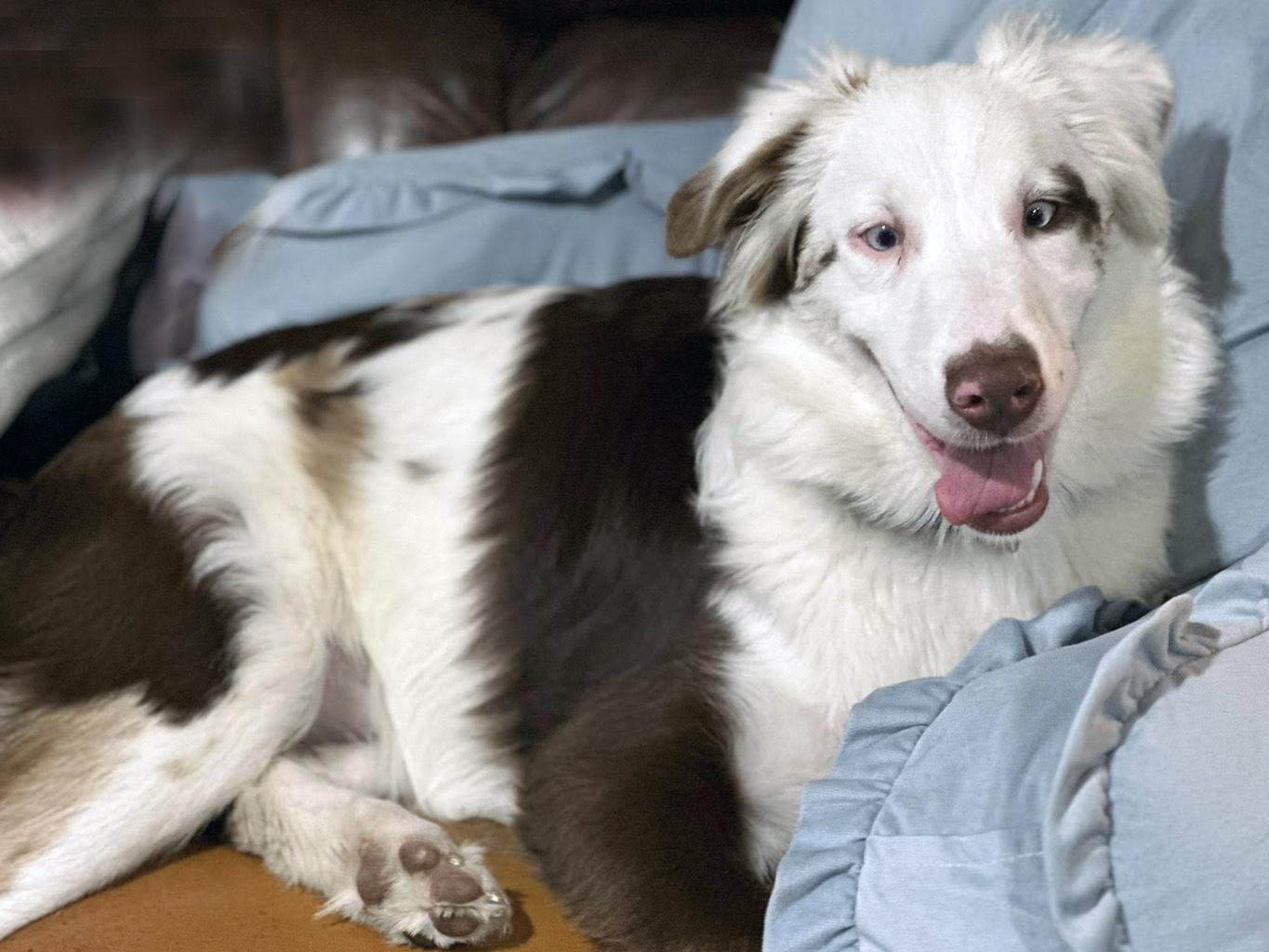 Enlarge AJ, a Adoptable Australian Shepherd in Lake Saint Louis, MO image 4/6
