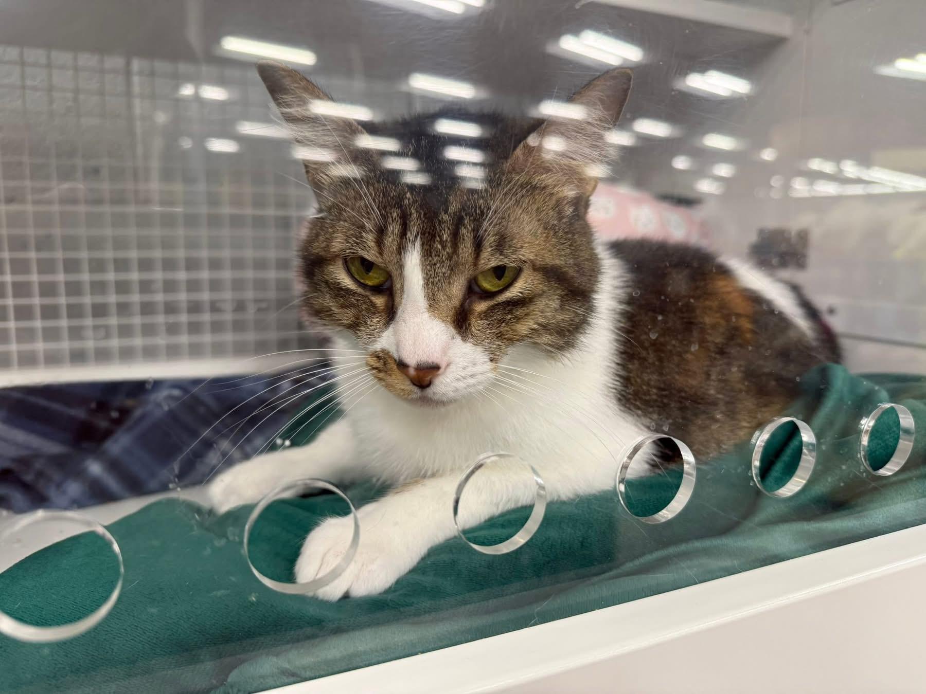 Enlarge Nova, a Adoptable Domestic Short Hair in Springdale, AR image 1/3