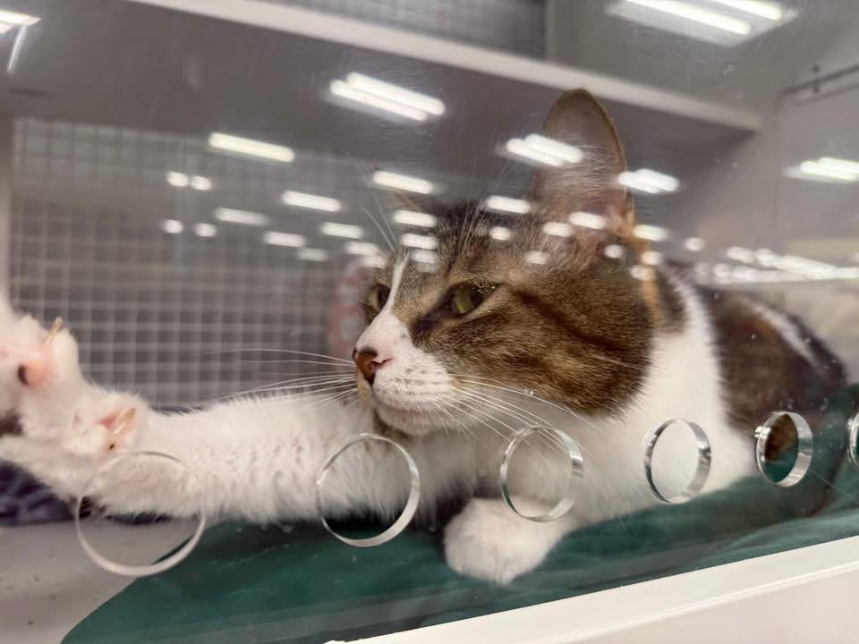 Enlarge Nova, a Adoptable Domestic Short Hair in Springdale, AR image 2/3