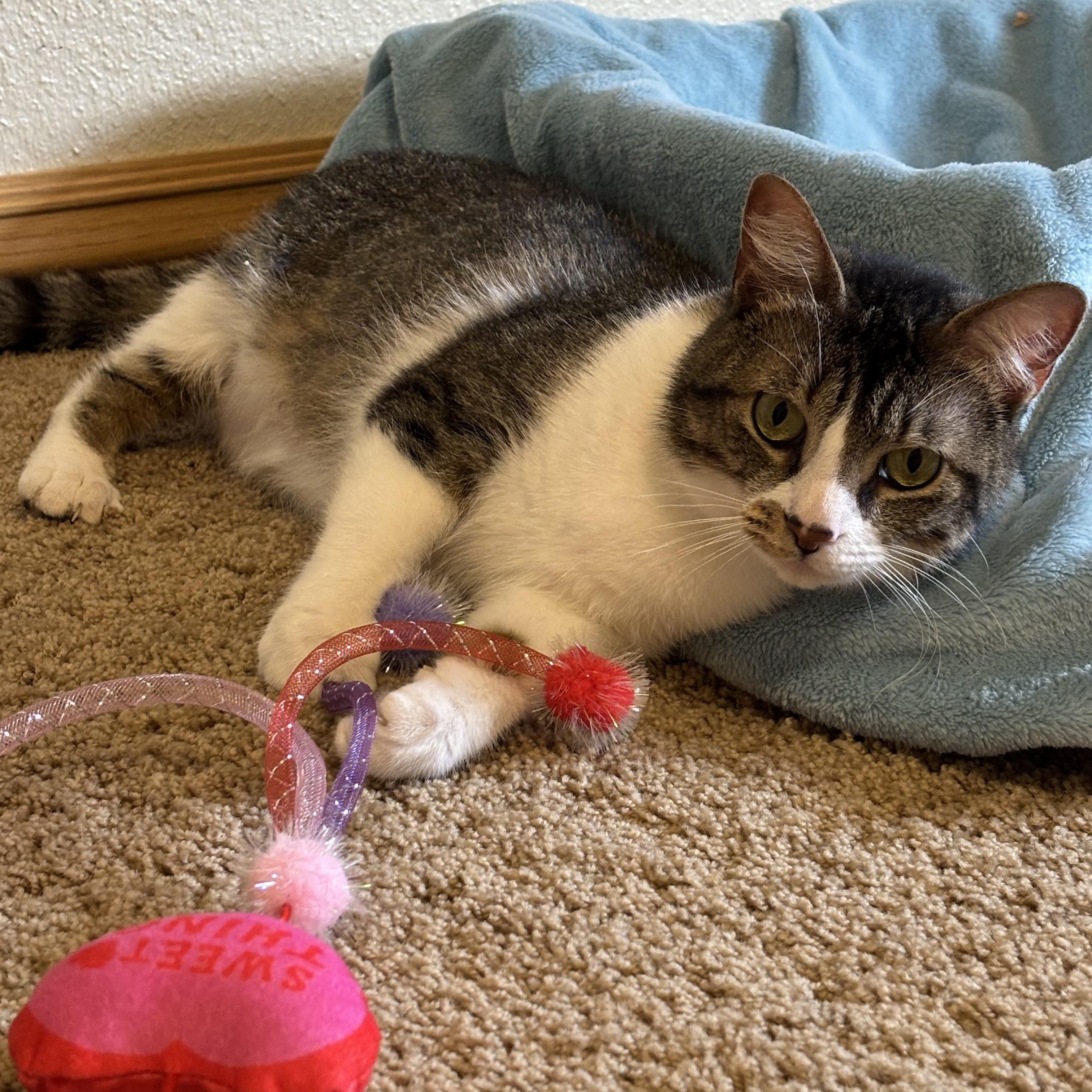 Nova, Adoptable, Adult Female Domestic Short Hair.