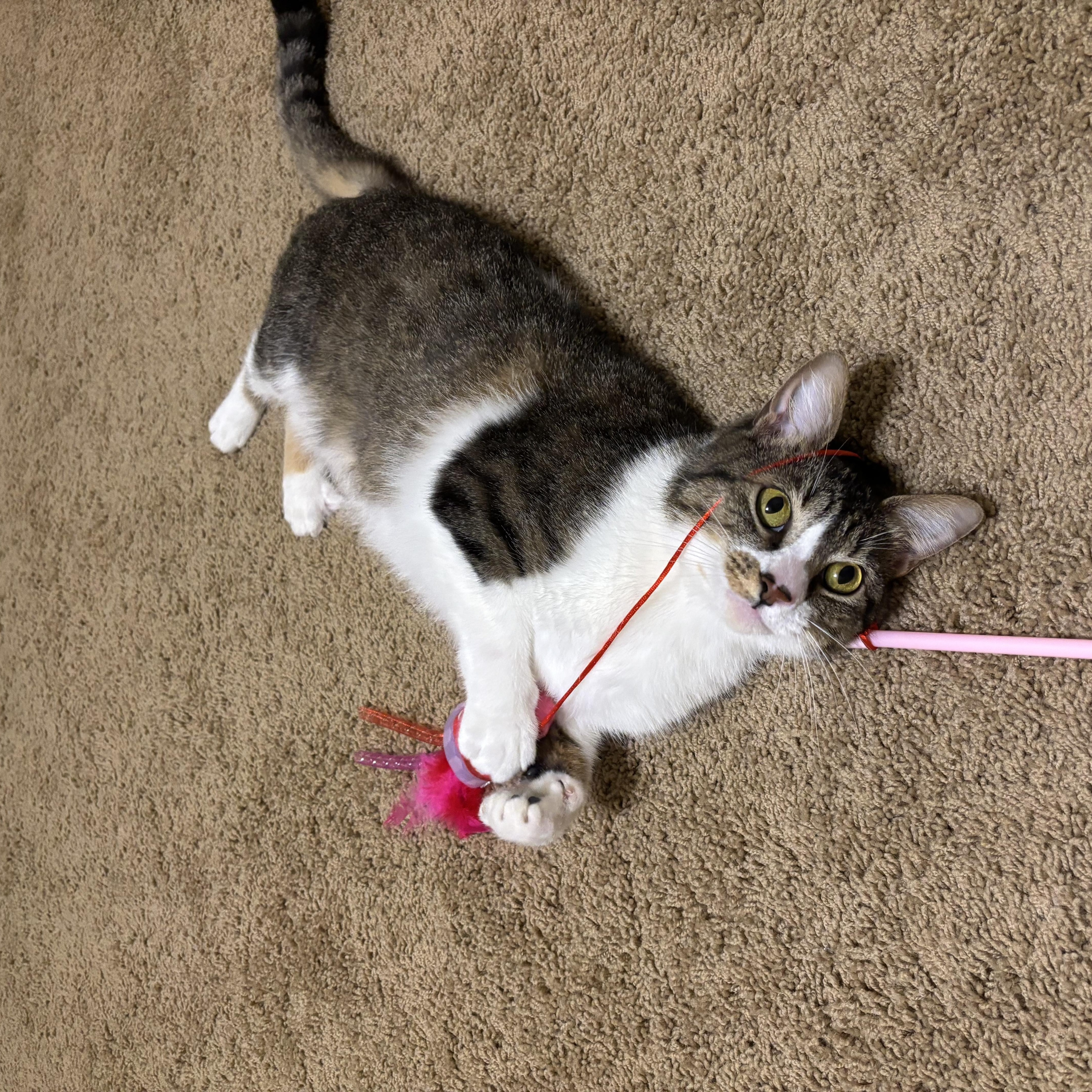 Enlarge Nova, a Adoptable Domestic Short Hair in Springdale, AR image 2/3