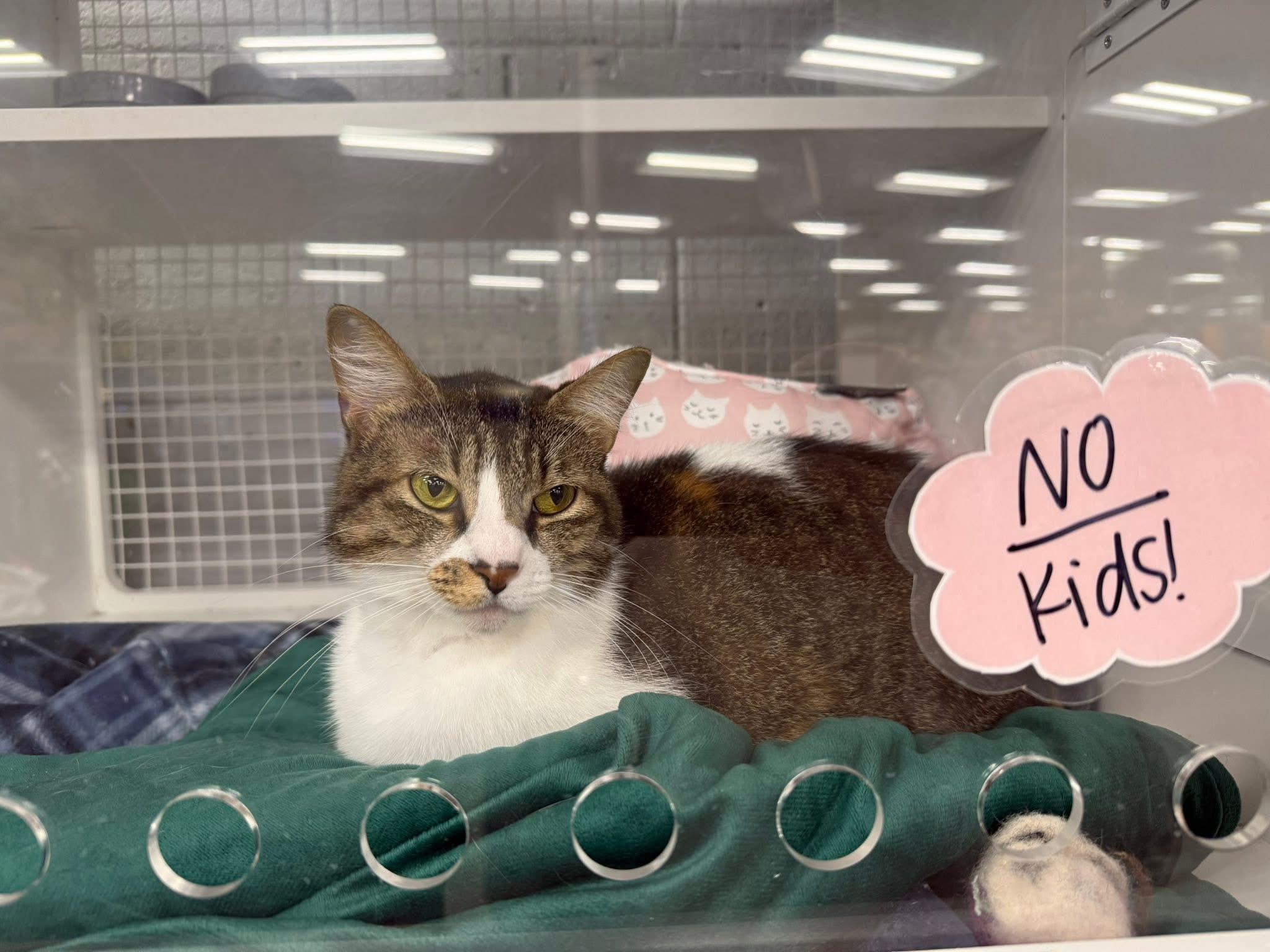 Enlarge Nova, a Adoptable Domestic Short Hair in Springdale, AR image 3/3