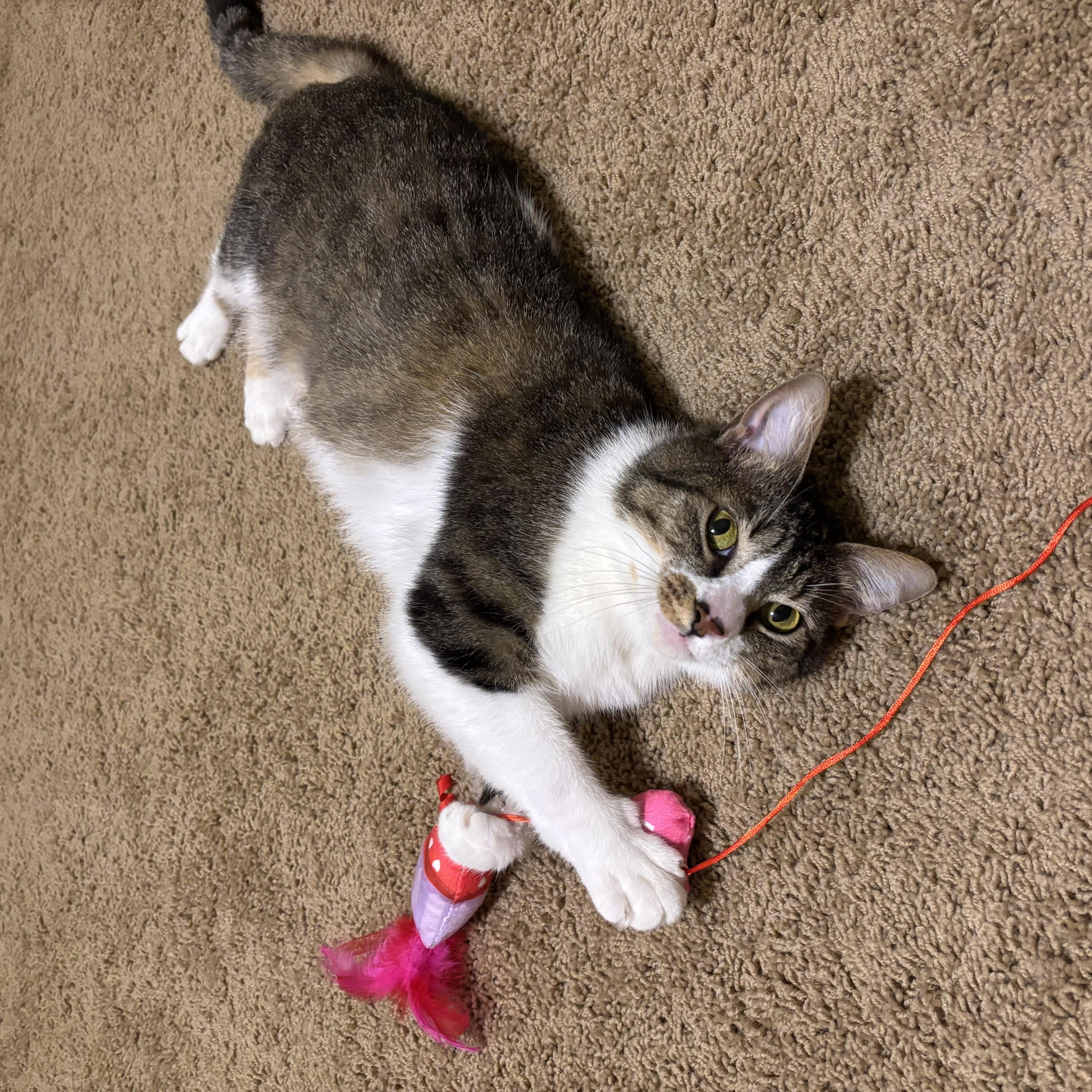 Enlarge Nova, a Adoptable Domestic Short Hair in Springdale, AR image 3/3