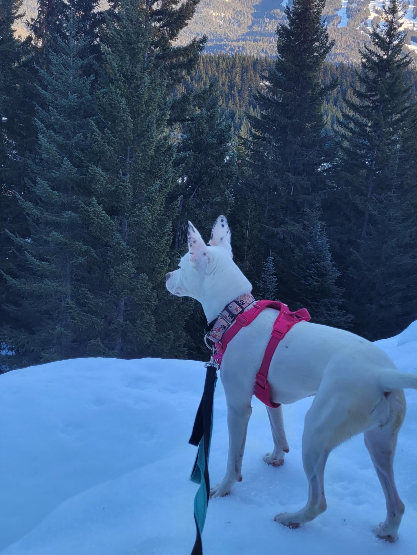 Enlarge Kya Rose, a ADOPTABLE mixed breed in Whistler, BC image 3/4