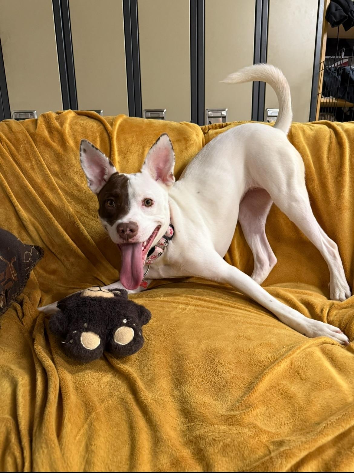 Enlarge Kya Rose, a ADOPTABLE mixed breed in Whistler, BC image 2/4