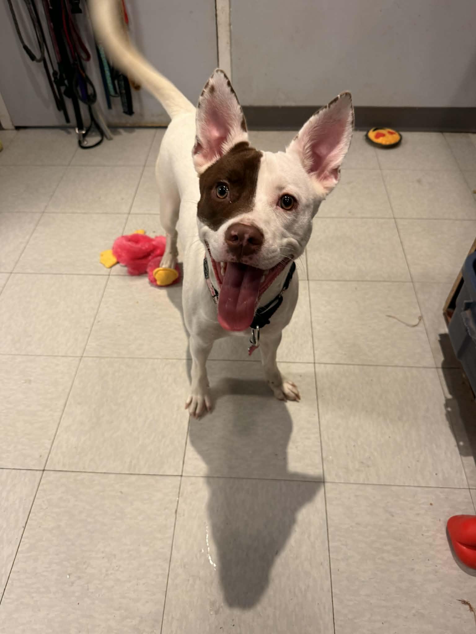 Enlarge Kya Rose, a ADOPTABLE mixed breed in Whistler, BC image 4/4