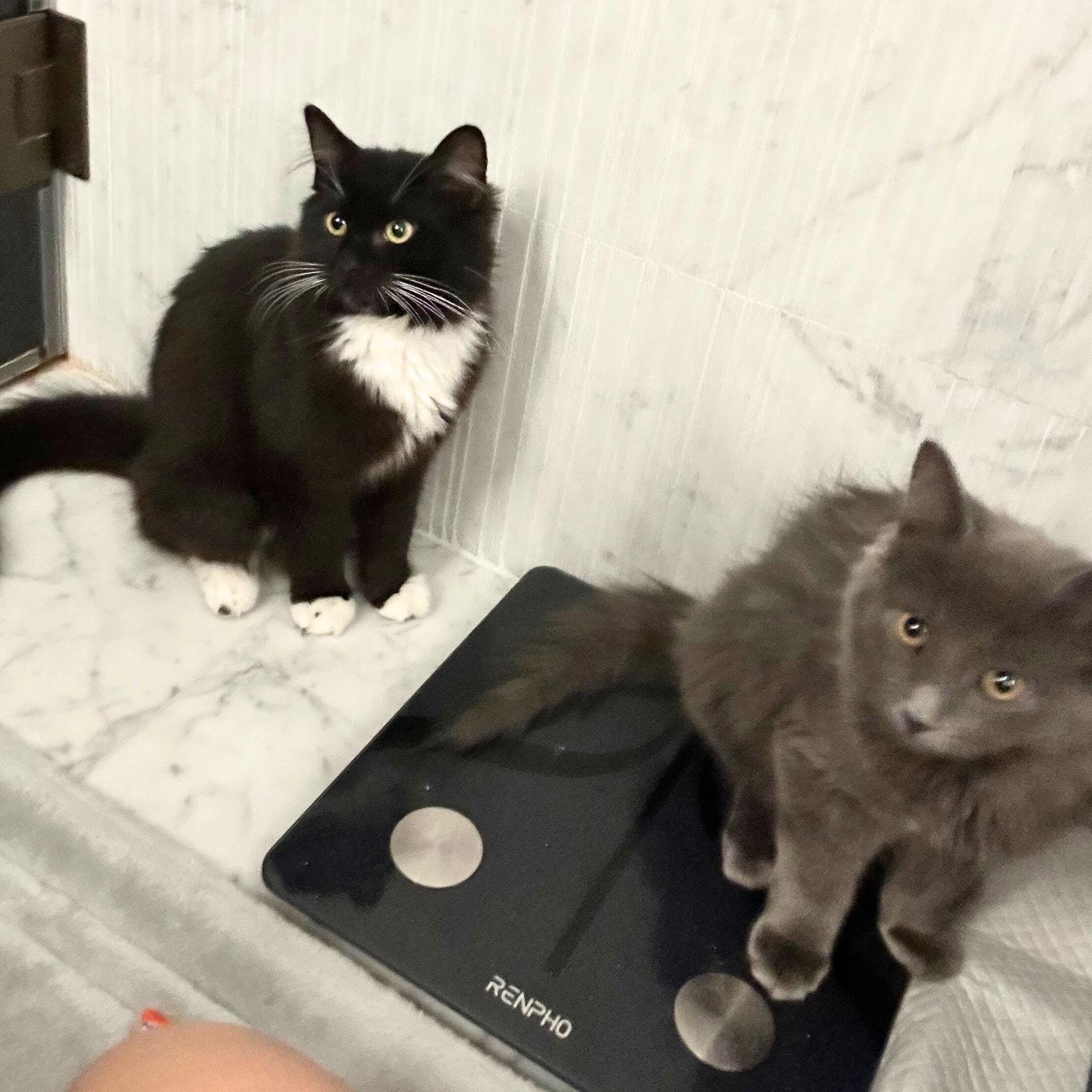 BK Blvd & Wispy Whitman, Adopted, Kitten Female Domestic Medium Hair.