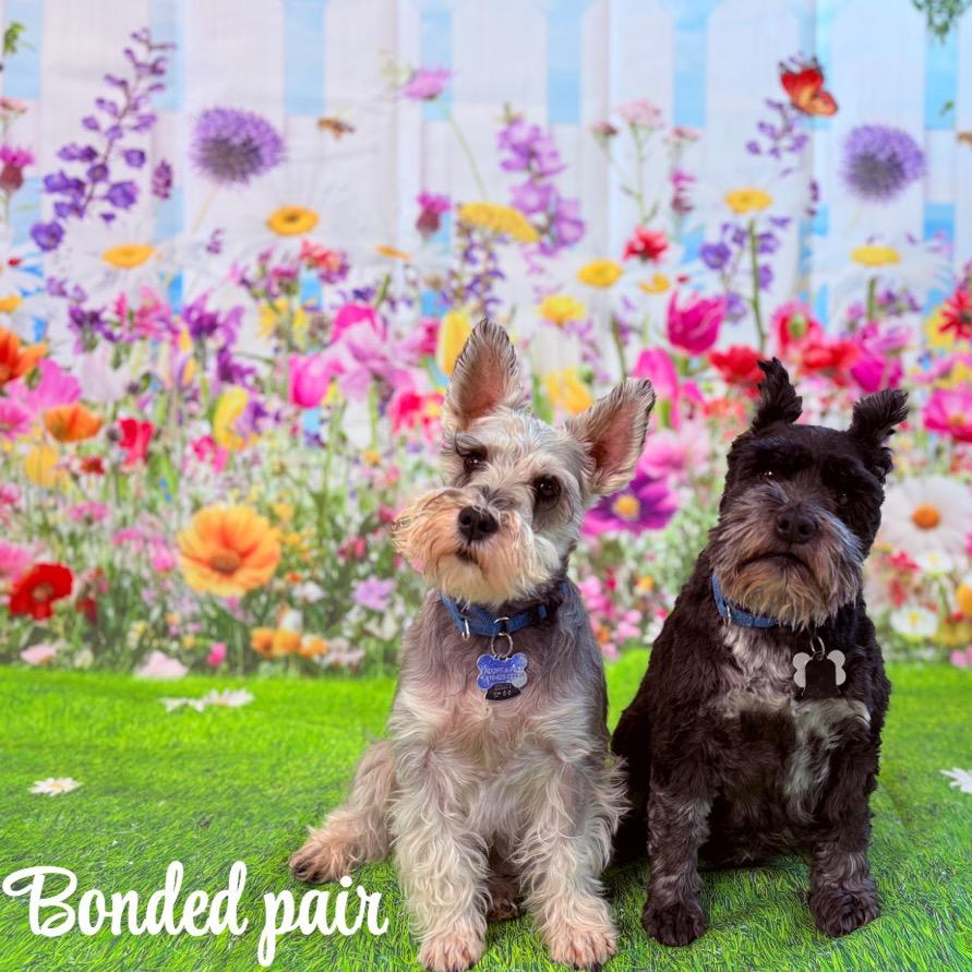 Enlarge Ozzy, a ADOPTABLE Miniature Schnauzer in Fenton, MI image 1/4