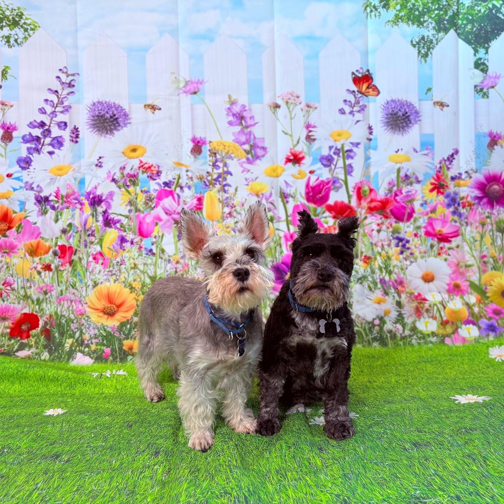 Enlarge Ozzy, a ADOPTABLE Miniature Schnauzer in Fenton, MI image 2/4