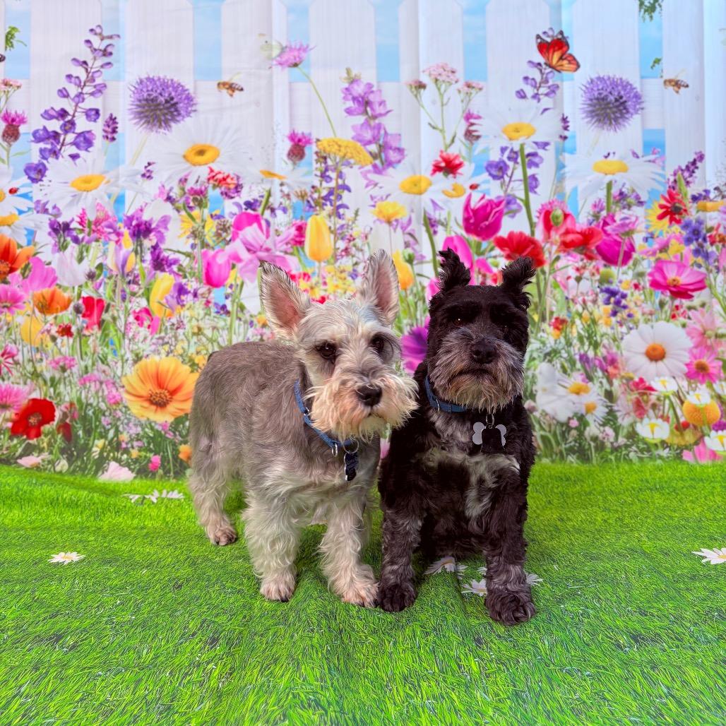 Enlarge Ozzy, a ADOPTABLE Miniature Schnauzer in Fenton, MI image 3/4