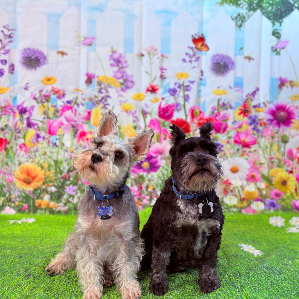 Enlarge Ozzy, a ADOPTABLE Miniature Schnauzer in Fenton, MI image 4/4