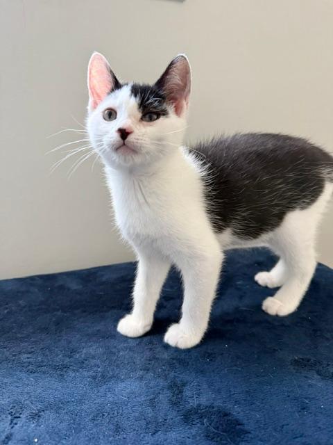 Enlarge Gemma, a Adoptable Domestic Short Hair in Wayne, NJ image 5/6