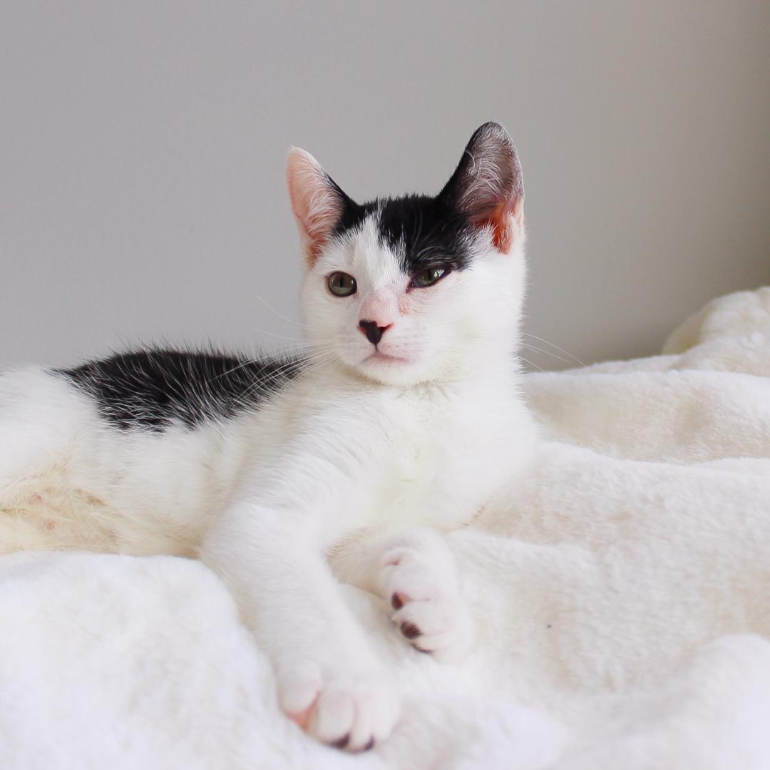 Enlarge Gemma, a Adoptable Domestic Short Hair in Wayne, NJ image 2/6