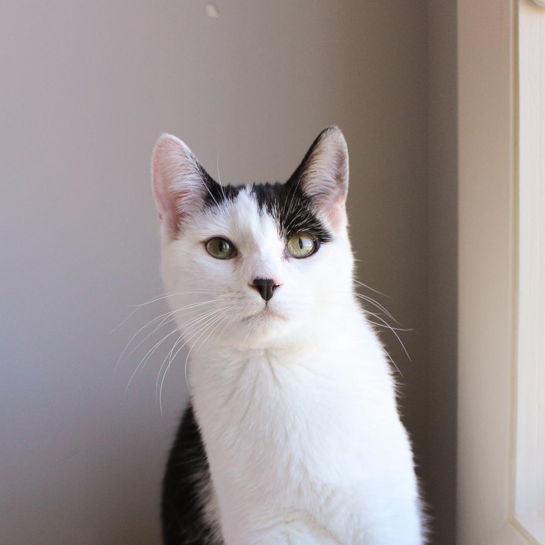 Gemma, Adoptable, Kitten Female Domestic Short Hair.
