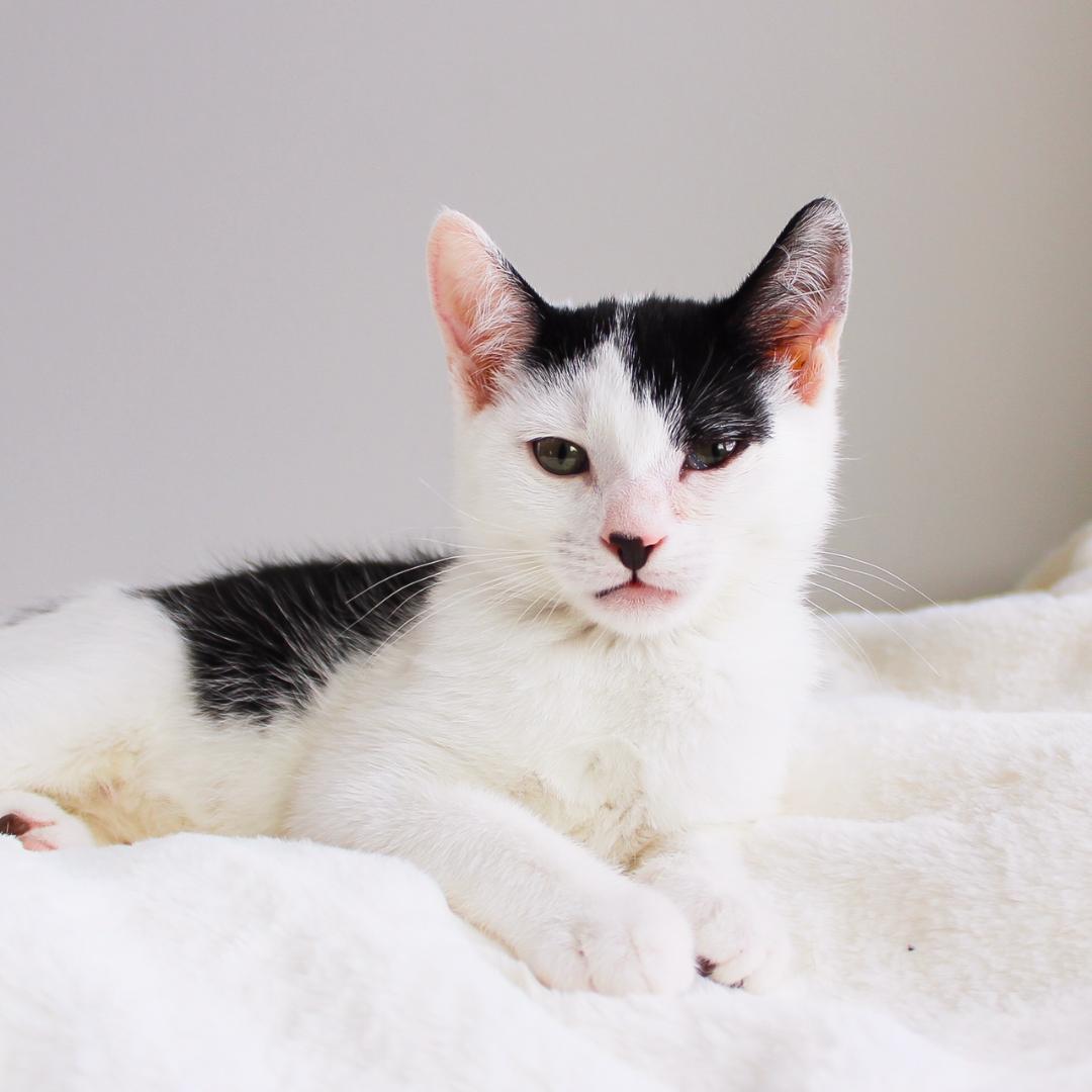 Enlarge Gemma, a Adoptable Domestic Short Hair in Wayne, NJ image 3/6